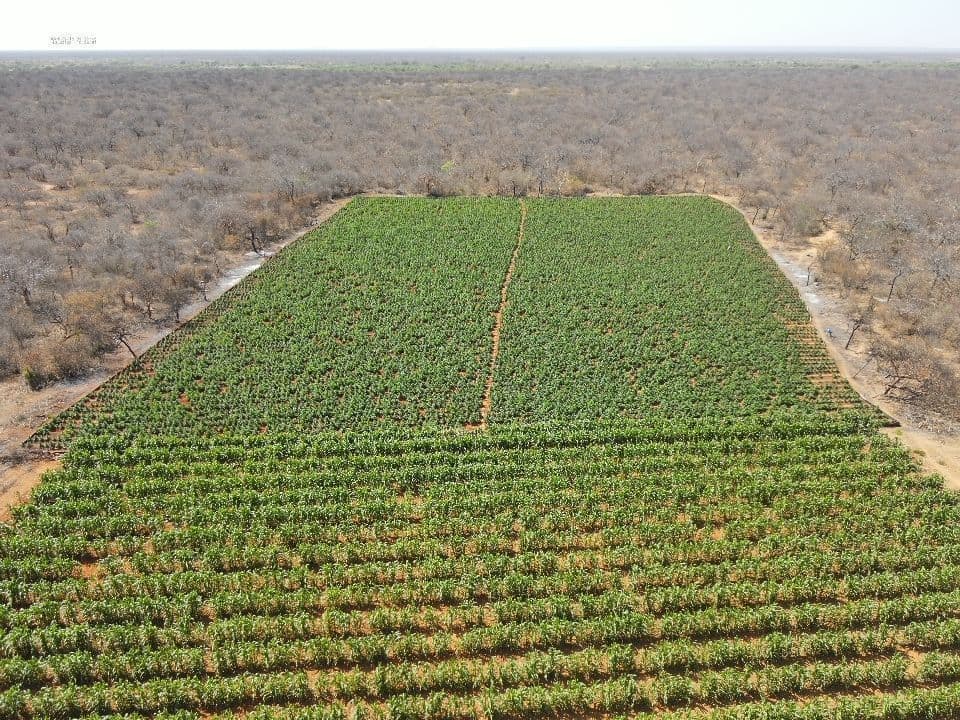 Operação Midas Combate Tráfico de Drogas e Armas no Rio de Janeiro e Outros Estados