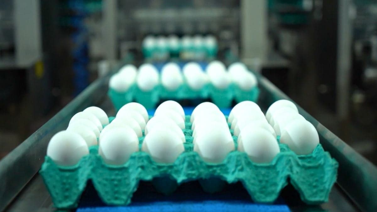 Produção de ovos no Brasil cai e preços disparam em 2026