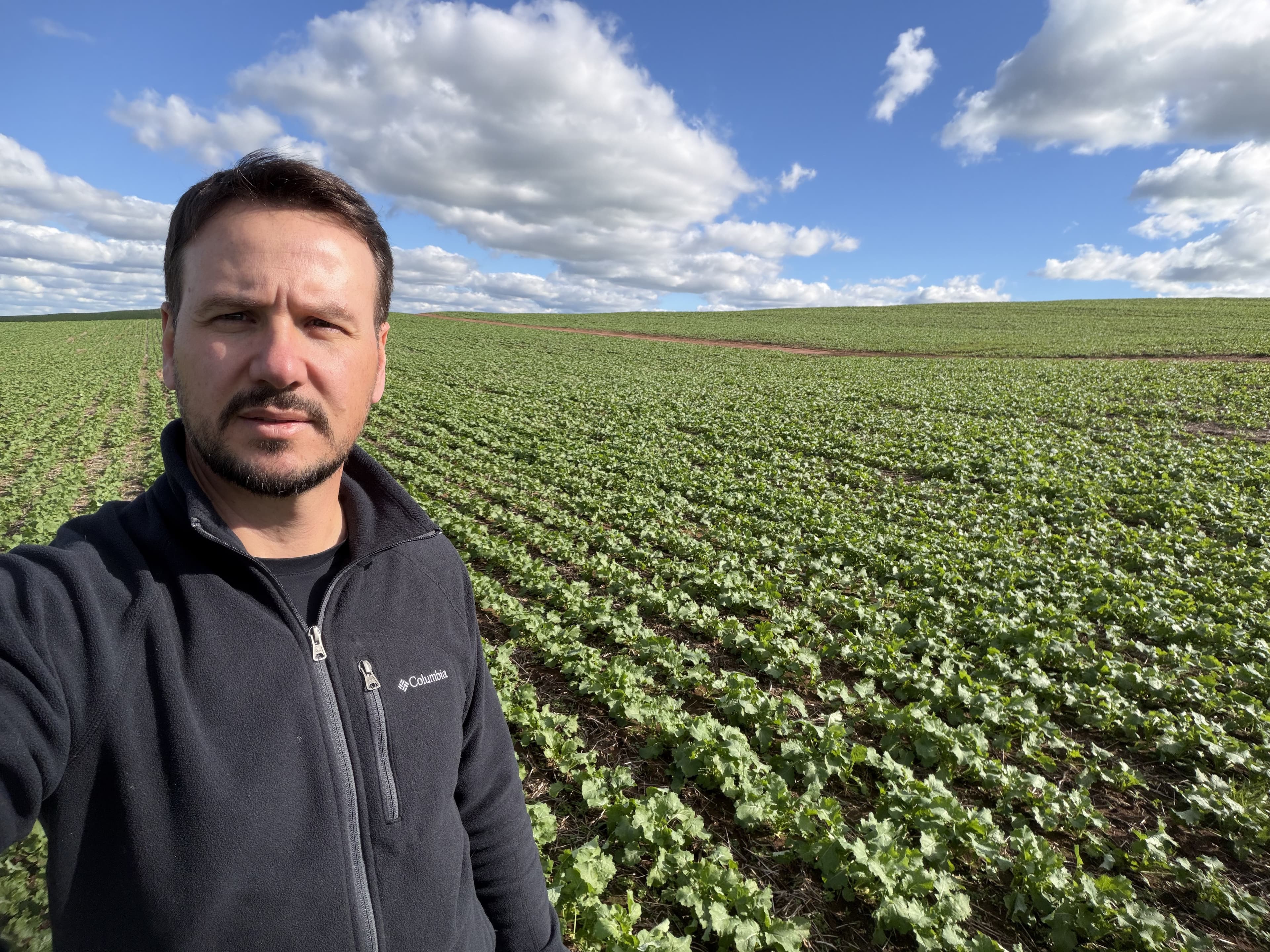 Produtores gaúchos apostam na canola por baixa lucratividade do trigo