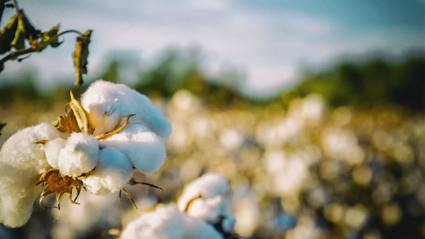 Mercado de algodão vive incertezas globais em 2026