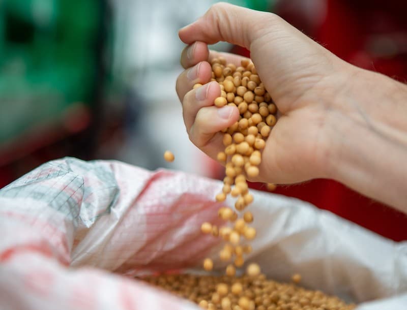 Soja e milho avançam com novas vendas para a China