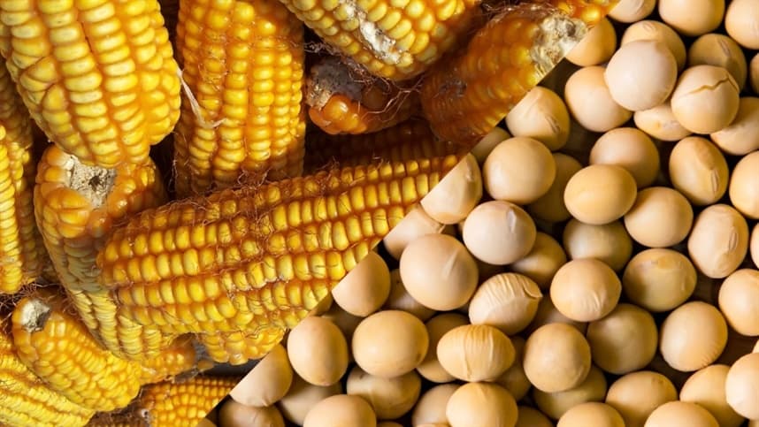 Mercados agrícolas enfrentam cautela devido a fatores internacionais