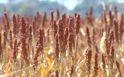 Brasil inicia exportação de sorgo para a China por ferrovia