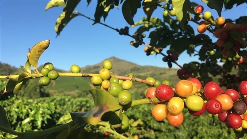 Adubação de café: planejamento é crucial para o sucesso