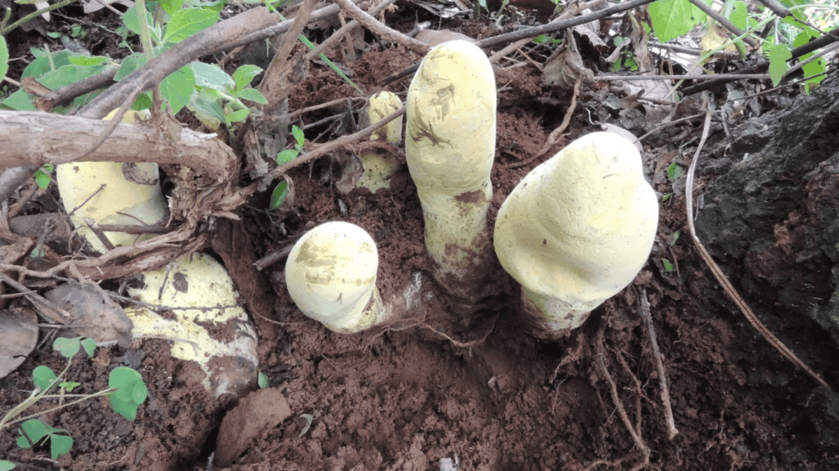 Cientistas descobrem fungo gigante na China com características únicas