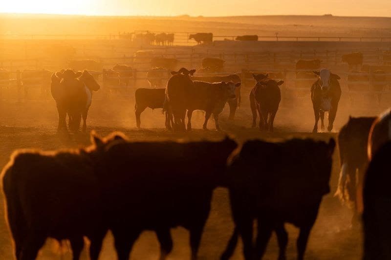 Encerramento de unidade da Tyson Foods impacta pecuária de corte em Joslin, Illinois