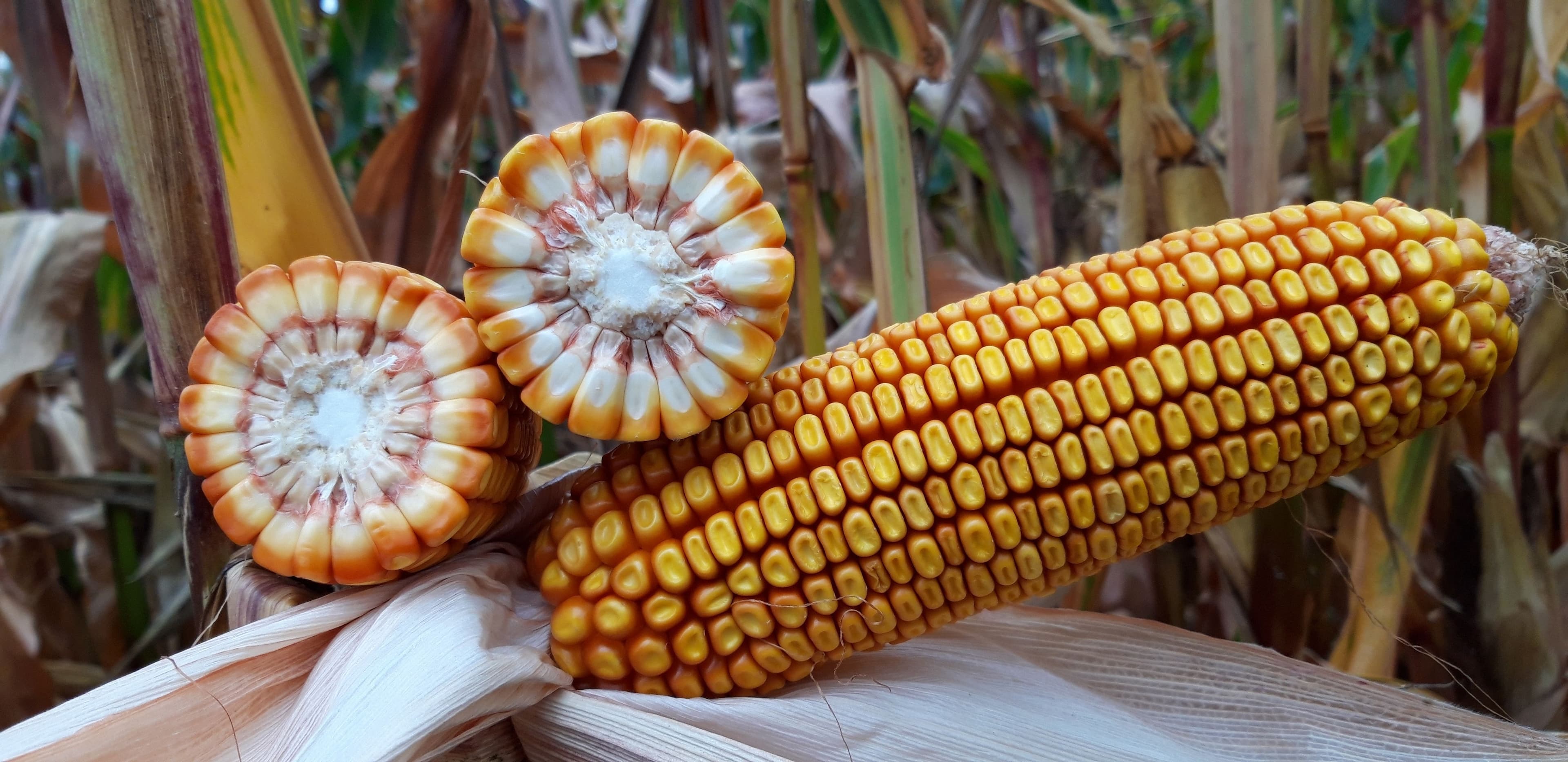 Milho registra alta após quatro semanas de queda com pressão do petróleo