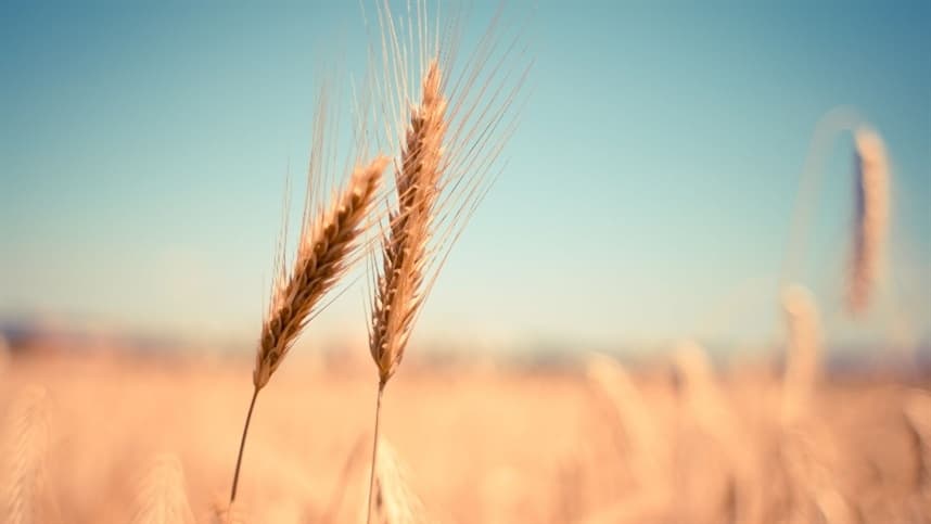 Avanços na campanha agrícola da Argentina geram otimismo