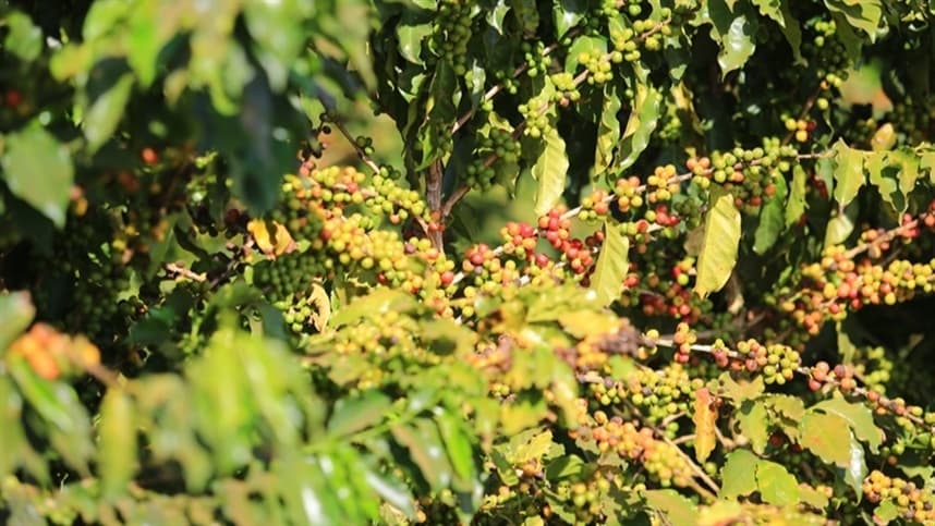 Novo fungicida promete ser eficaz no combate à ferrugem-do-cafeeiro