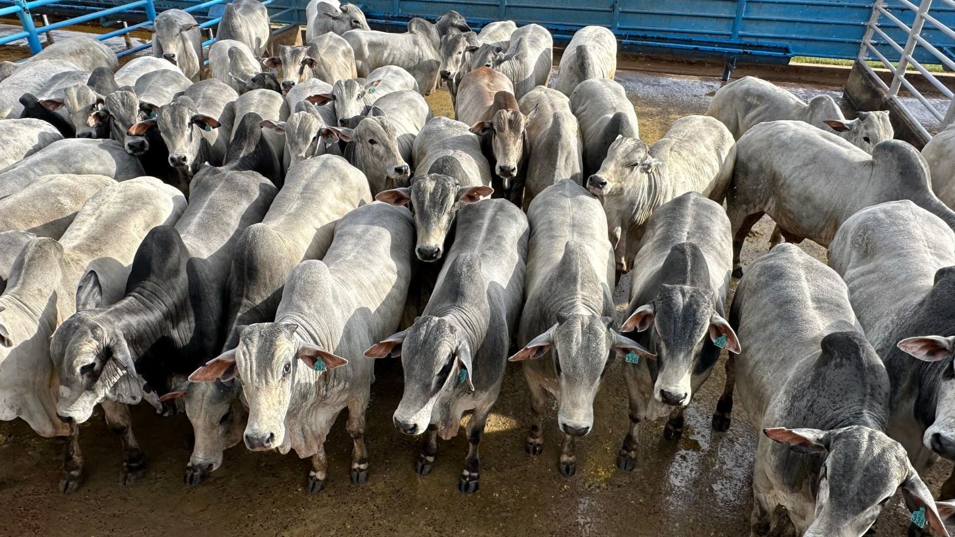 Preços da carcaça bovina atingem recorde histórico em abril
