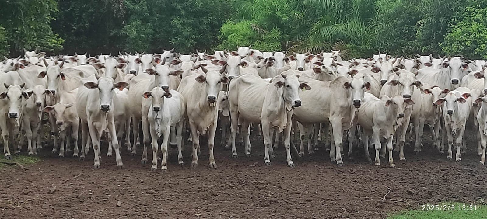 Estabilidade marca o mercado pecuário nesta terça-feira
