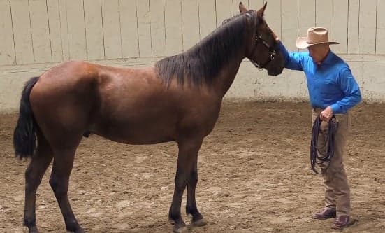 Monty Roberts, ícone da equitação, morre aos 91 anos na Califórnia