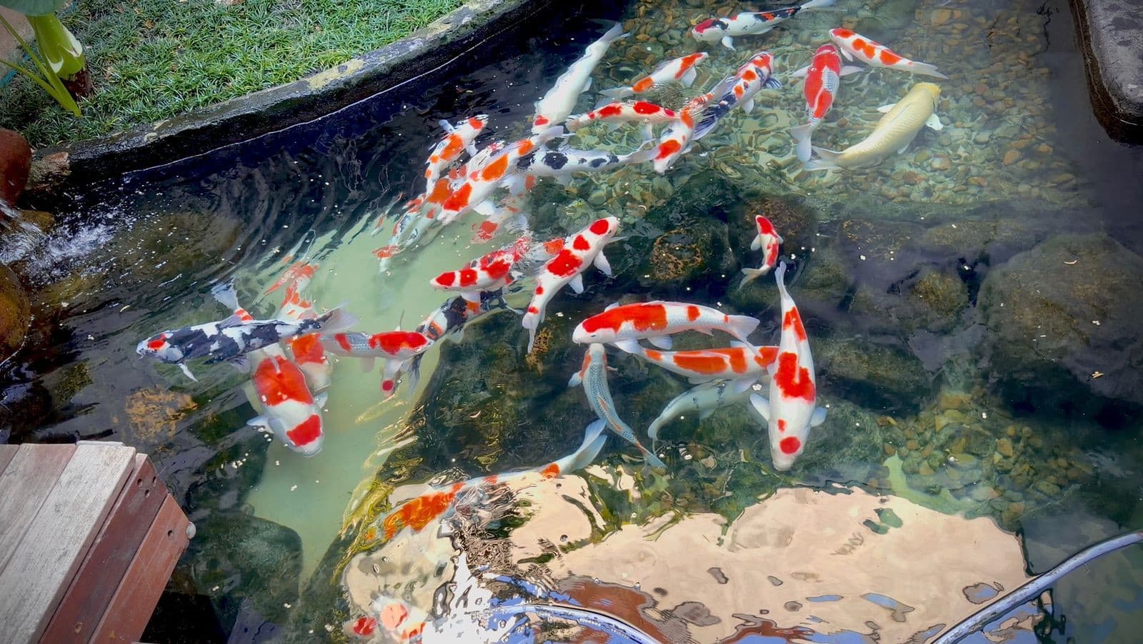 Carpas Koi se destacam como investimento em piscicultura brasileira