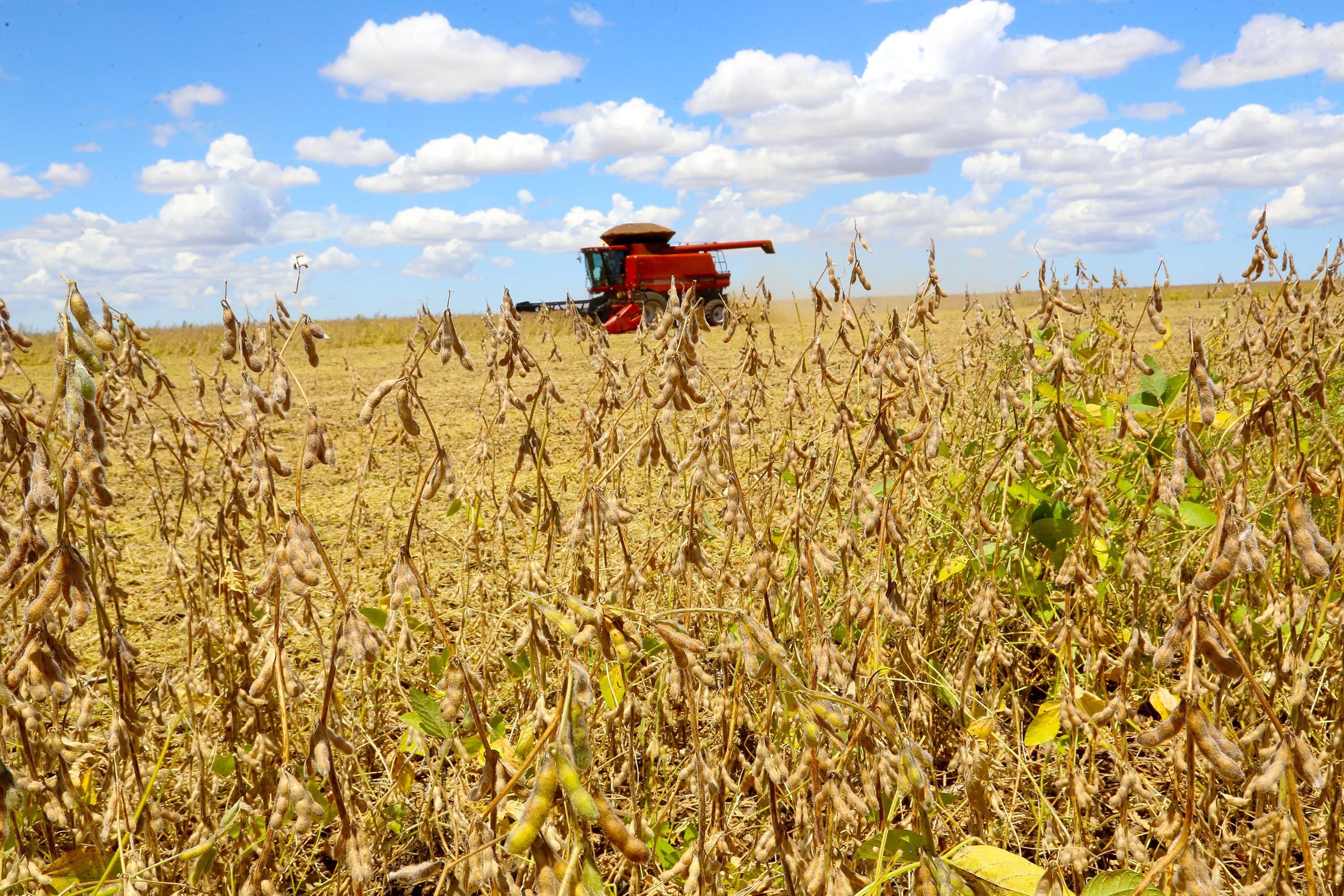 Custo de produção de soja no Brasil atinge níveis alarmantes