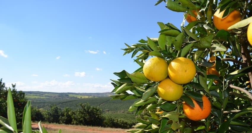 Fundecitrus reestima safra de laranja para 263,15 milhões de caixas