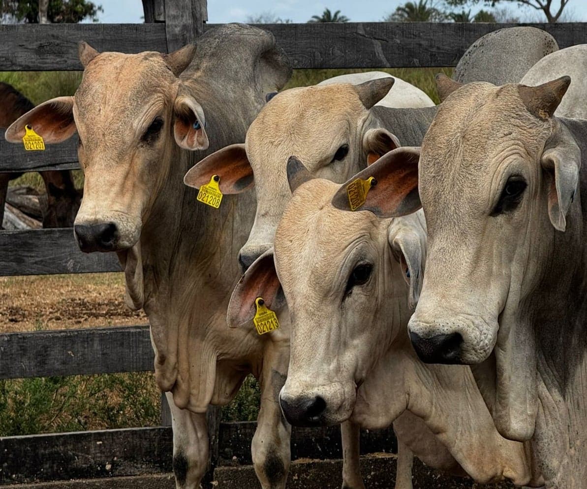 Nova rastreabilidade na pecuária: impacto e desafios para produtores