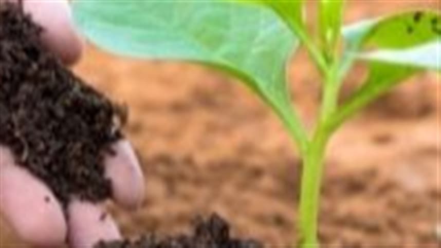 Adubação econômica e eficiente: investindo em húmus de minhoca