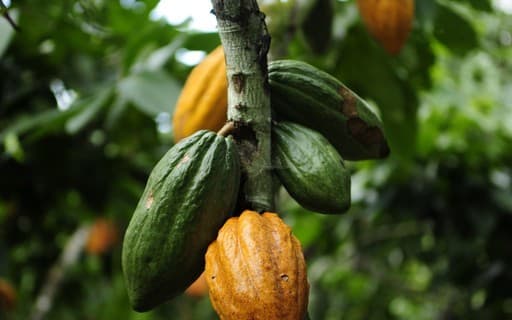 Cacau atinge maior preço em dois meses devido à demanda inesperada