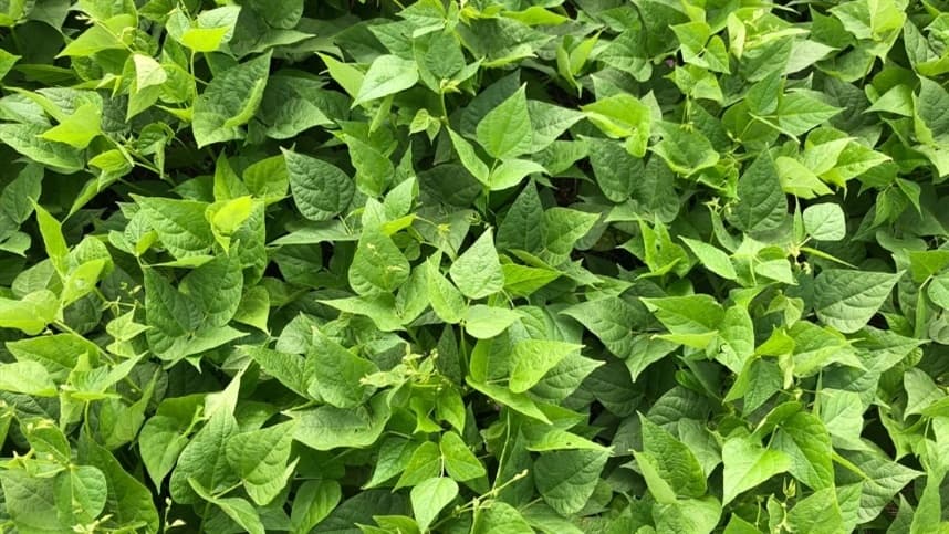 Mercado da soja: Dia de dualidade entre altas e baixas