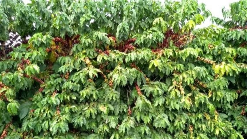 Como o fungicida combate a ferrugem-do-cafeeiro