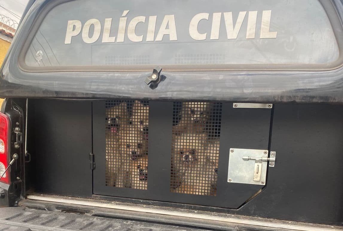 Resgate de 26 cães em Belo Horizonte após denúncias sobre maus-tratos
