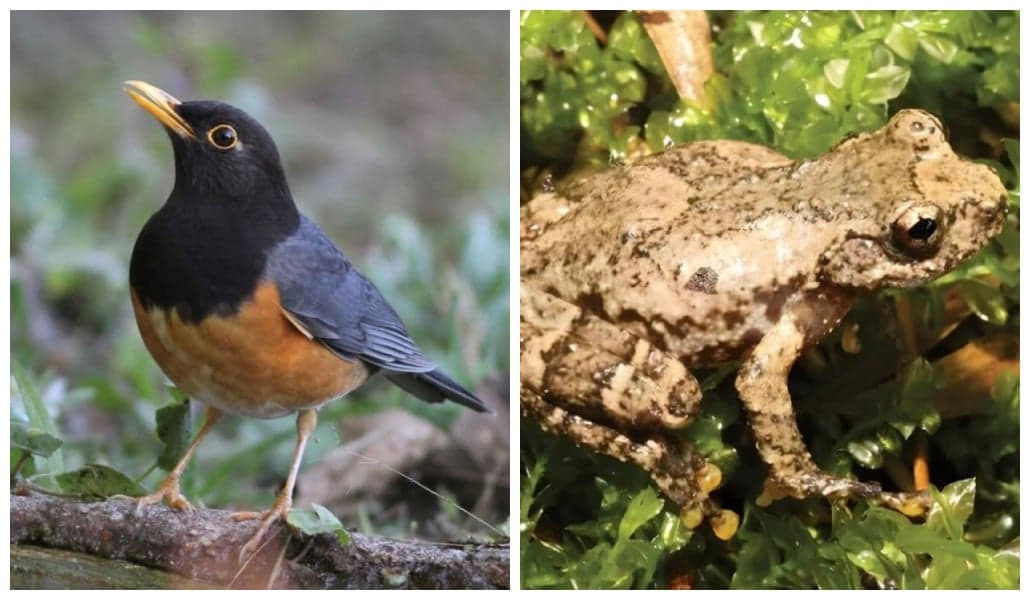 Nova rã-arborícola na China emite sons semelhantes a aves
