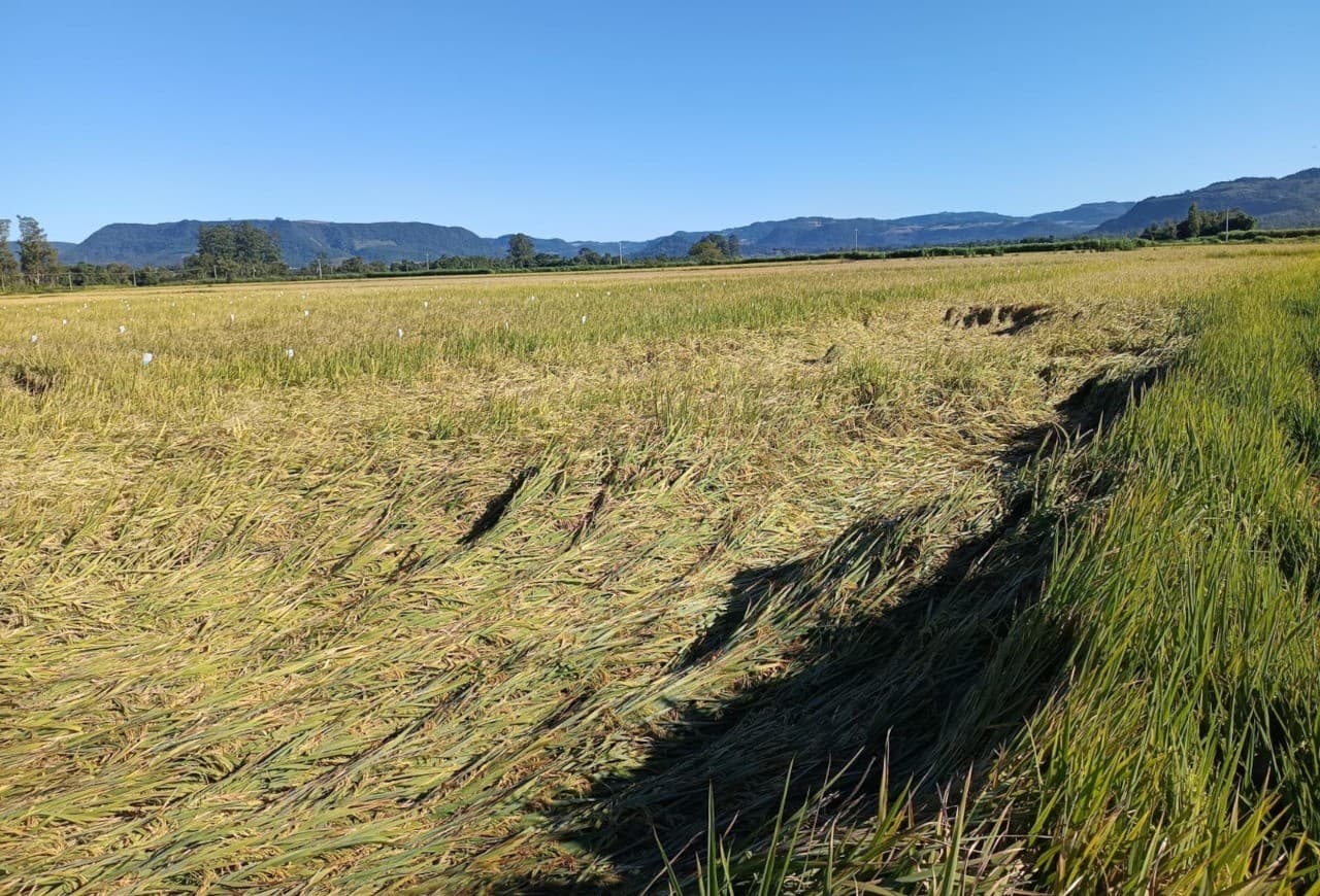 Depressão afeta 36% dos trabalhadores rurais no Brasil