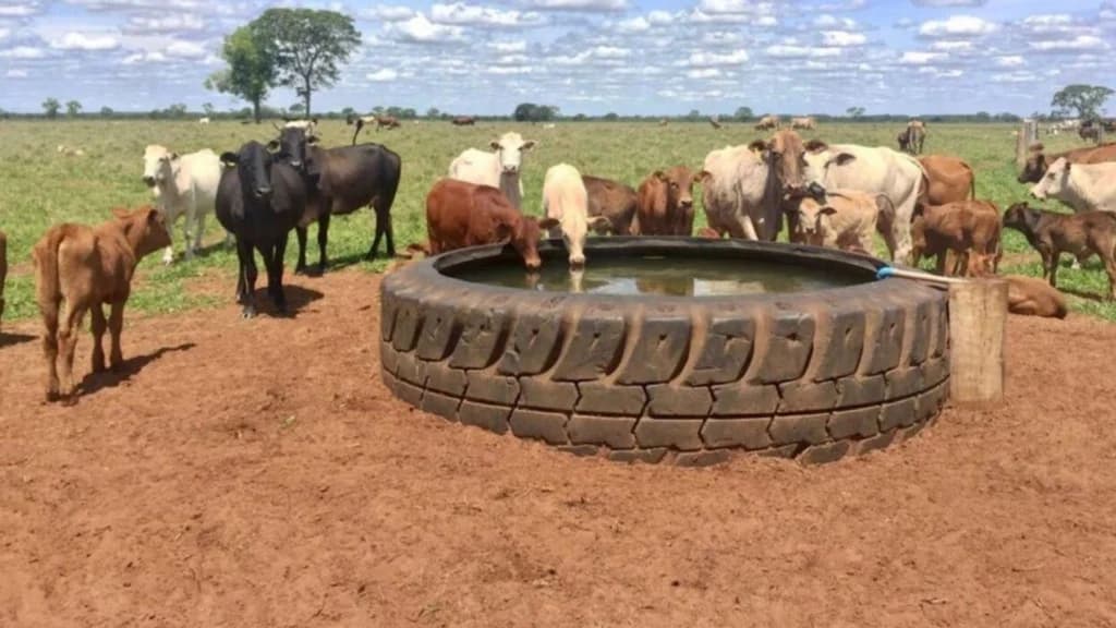 Bebedouros artificiais melhoram desempenho dos bovinos, aponta estudo