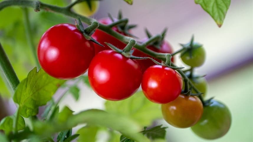 Produção de tomate em São Paulo prejudicada por mudas contaminadas