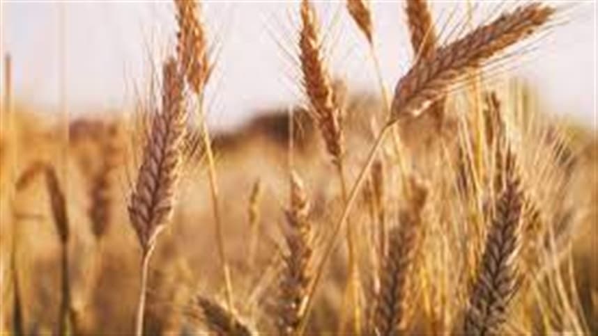 Mercado de trigo no Sul do Brasil enfrenta desafios de qualidade e concorrência