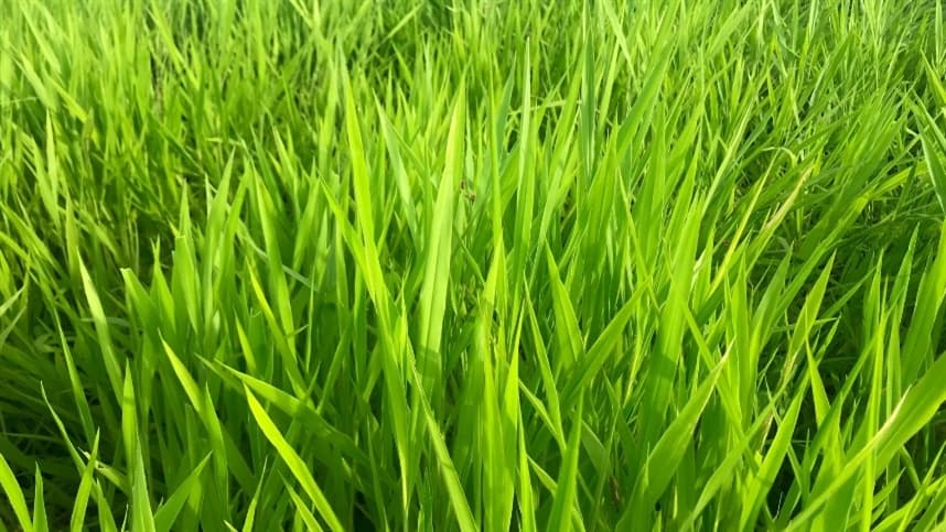 Análise de sementes de braquiária em estudo sobre pastagem