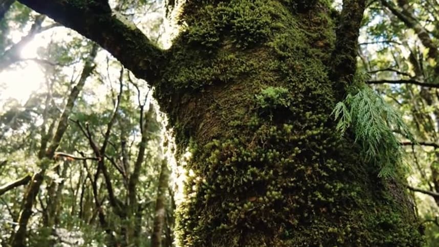 Novas cultivares de soja são batizadas com nomes de árvores nativas do Brasil