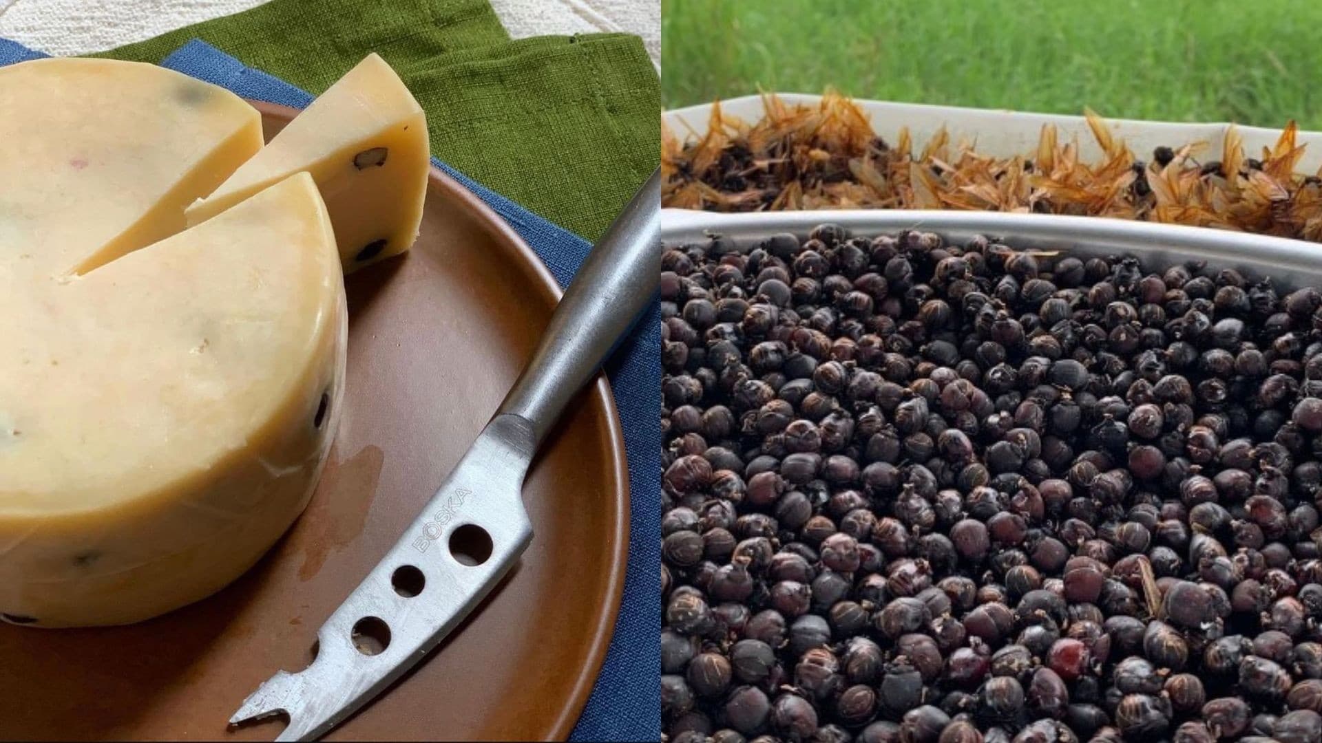 Queijo Taiada inova com formiga içá e conquista prêmios internacionais