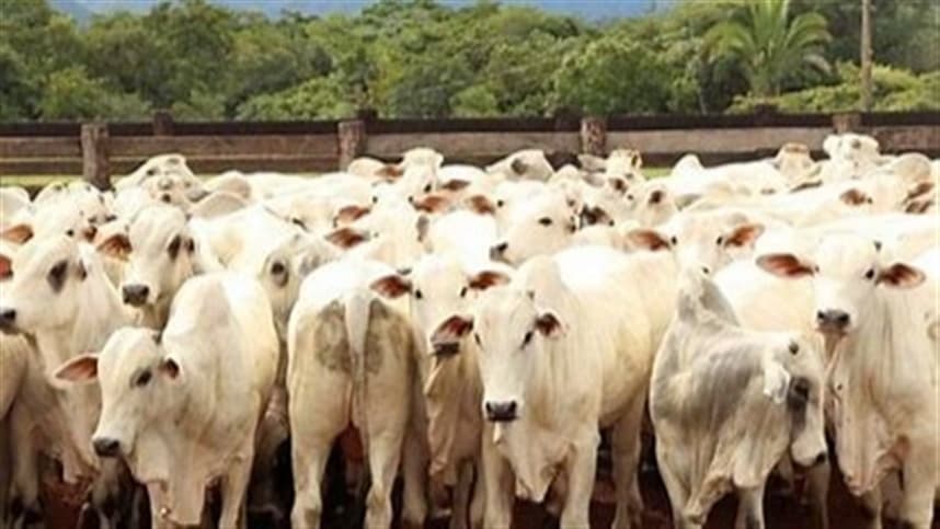 Casos de verme-da-bicheira no Texas afetam mercado de carne nos EUA