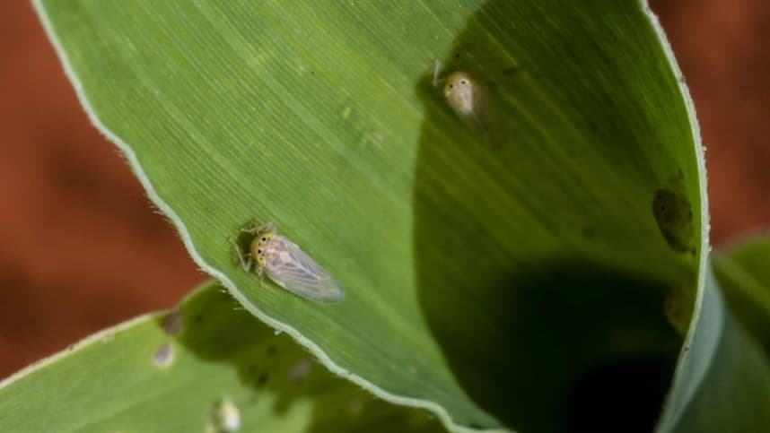 Desafios enfrentados pelos produtores de milho devido às pragas