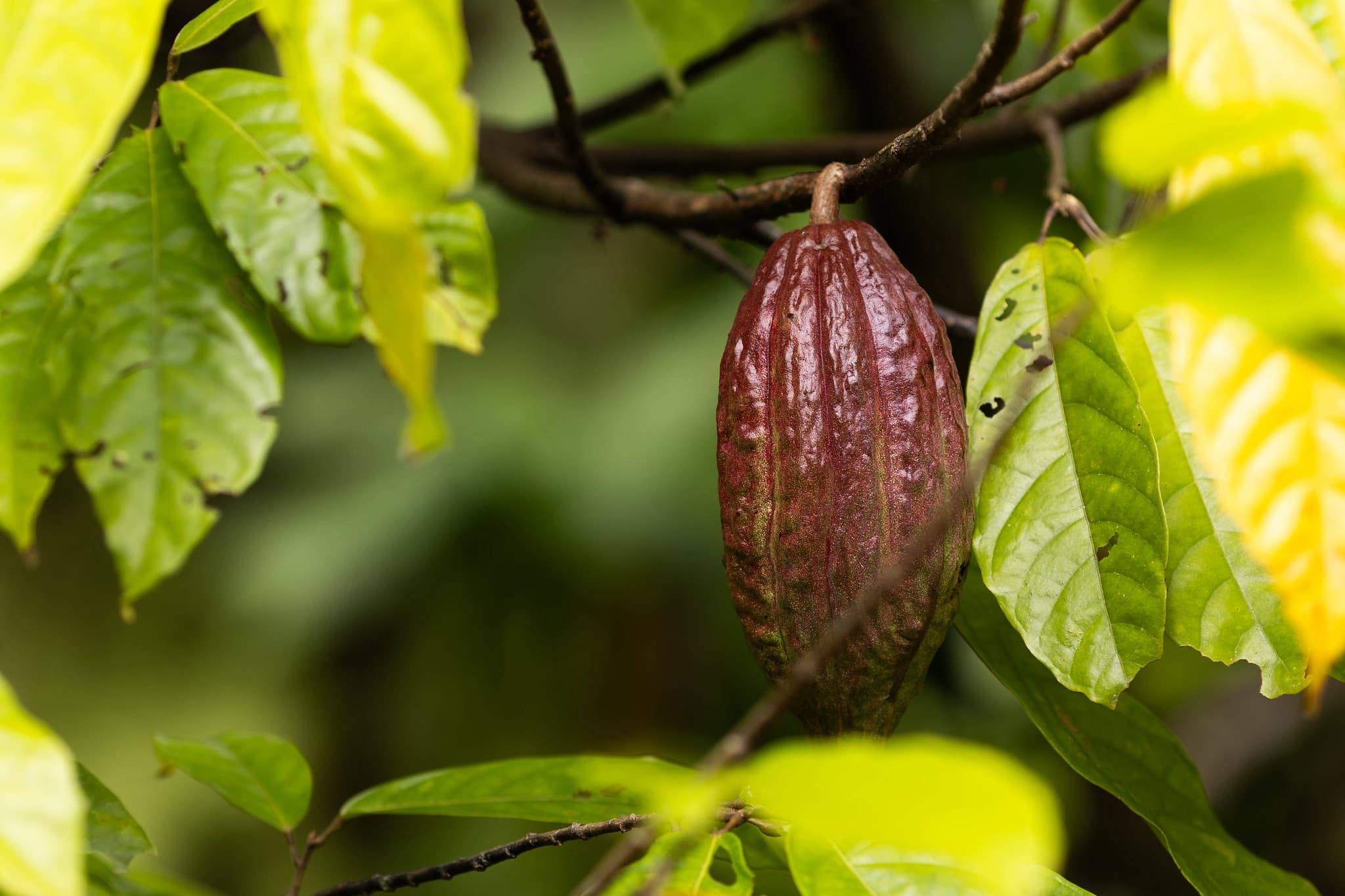 Cacau amazônico pode se tornar superalimento, aponta estudo