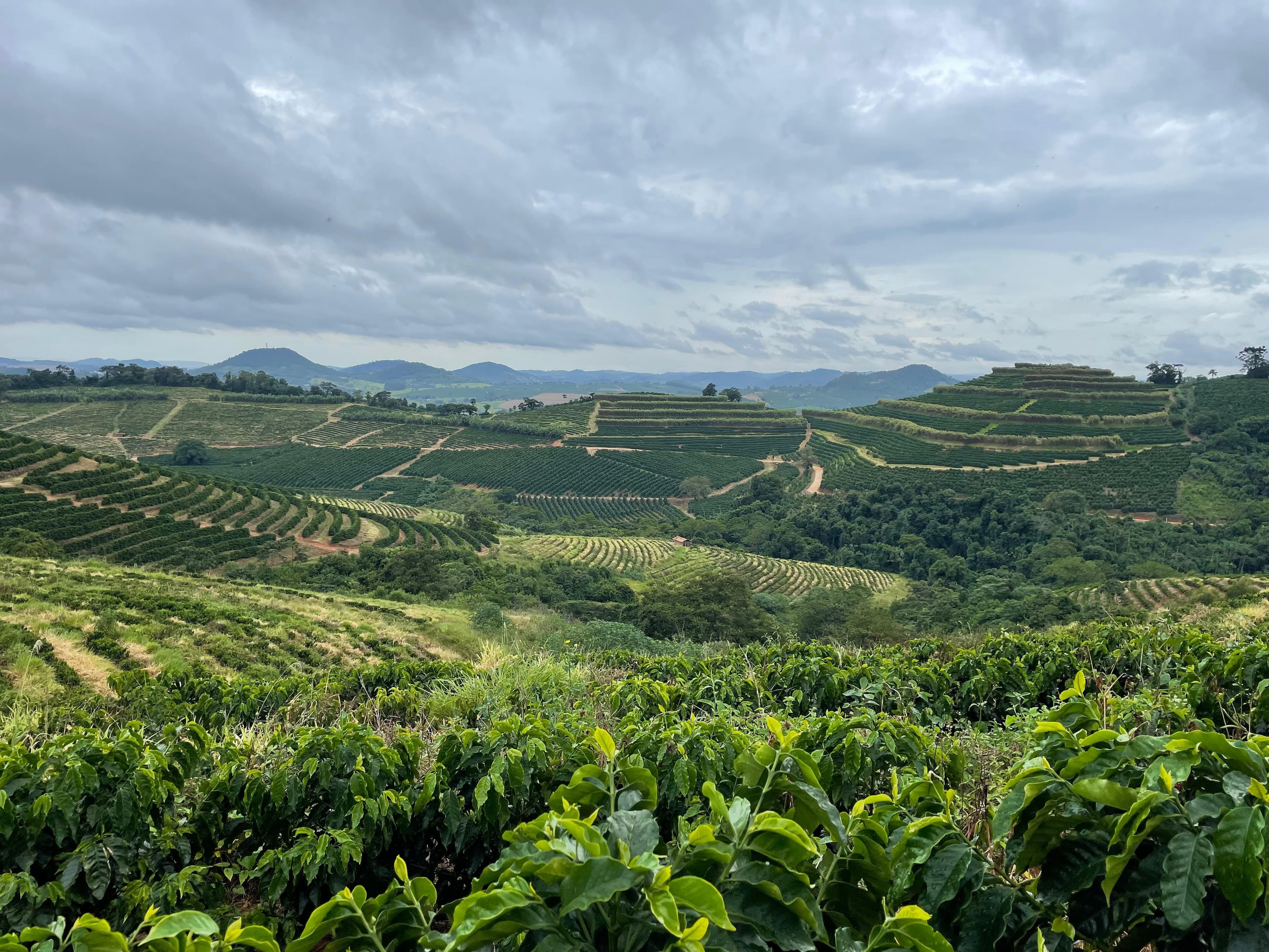 Produtores de café do Brasil ganham ferramenta para mensurar emissões