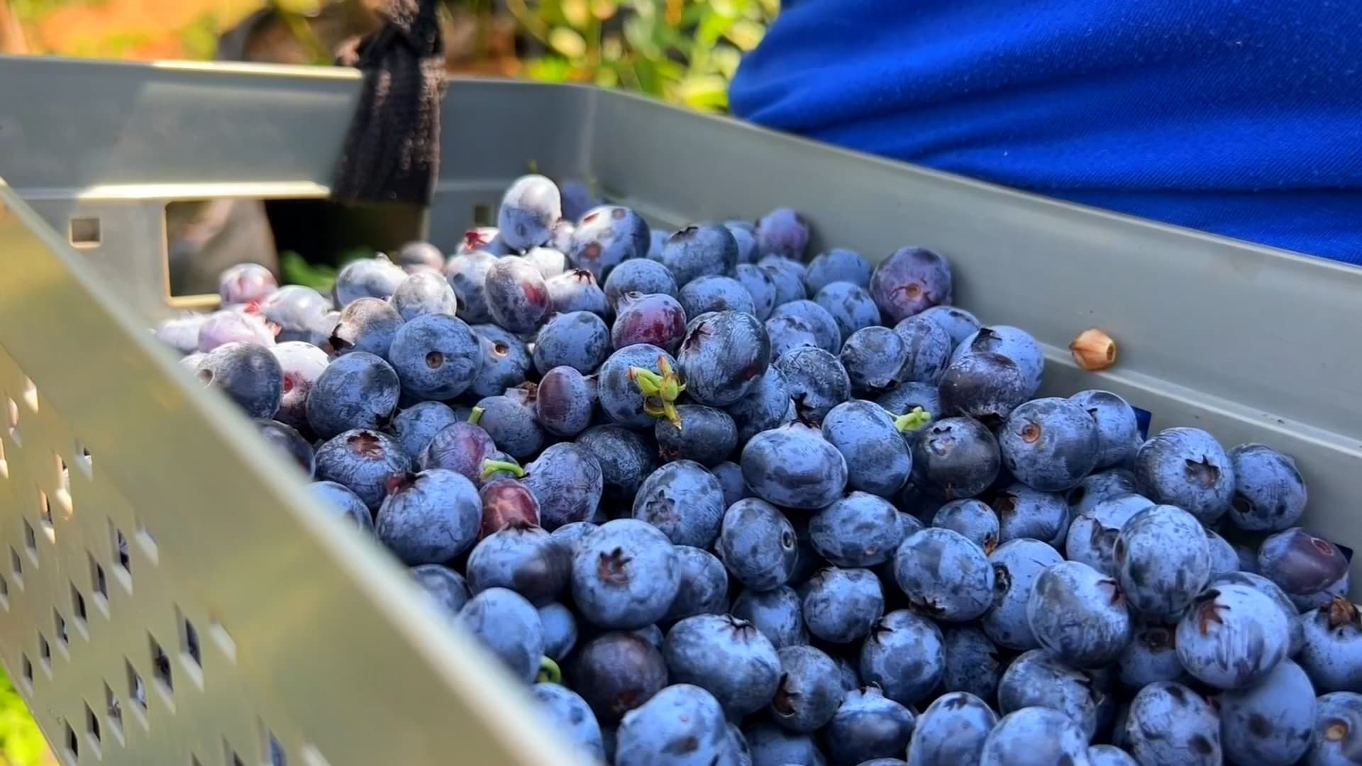 Ajuda ao cultivo de mirtilo chega da Argentina
