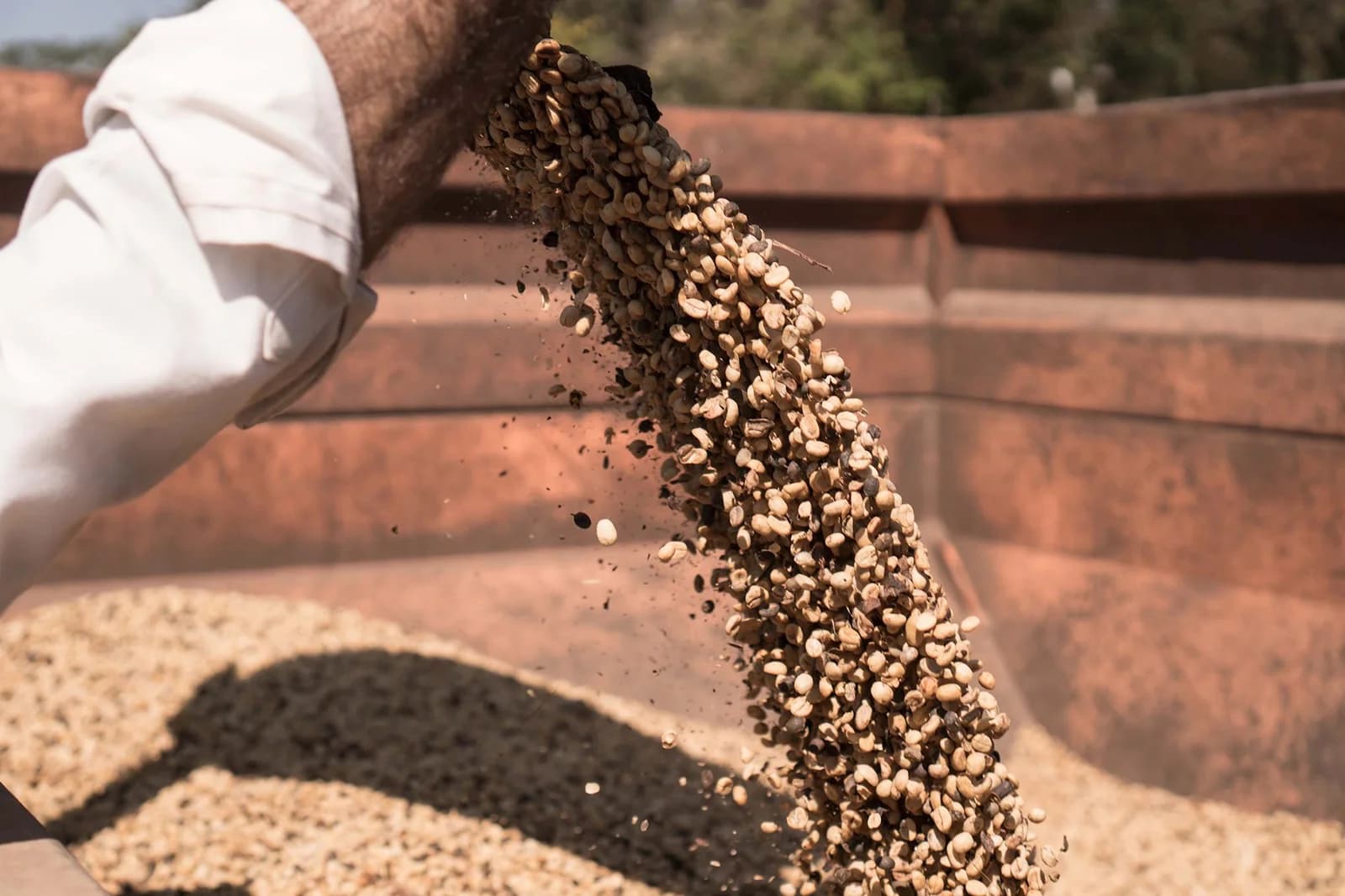 Preços do café sobem em julho apesar da colheita em andamento