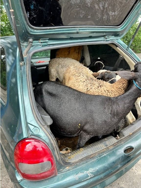 PRF recupera caprinos furtados e prende suspeitos na Paraíba