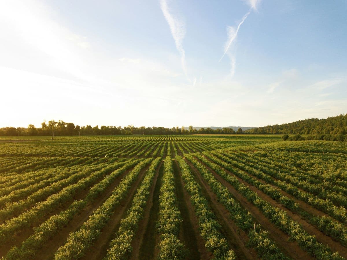 Novo financiamento do CMN incentiva inovação no setor agrícola