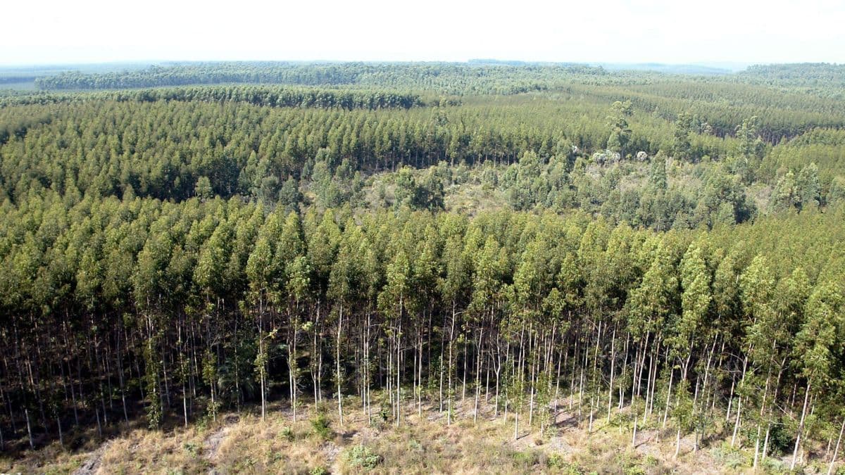 São Paulo pode ampliar florestas plantadas em 2,3 milhões de hectares