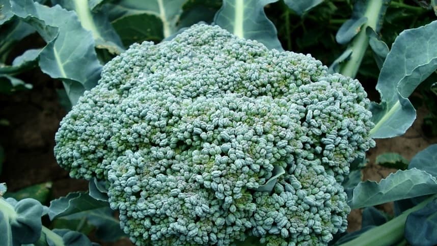 Descoberta de vírus em fungo pode revolucionar controle agrícola