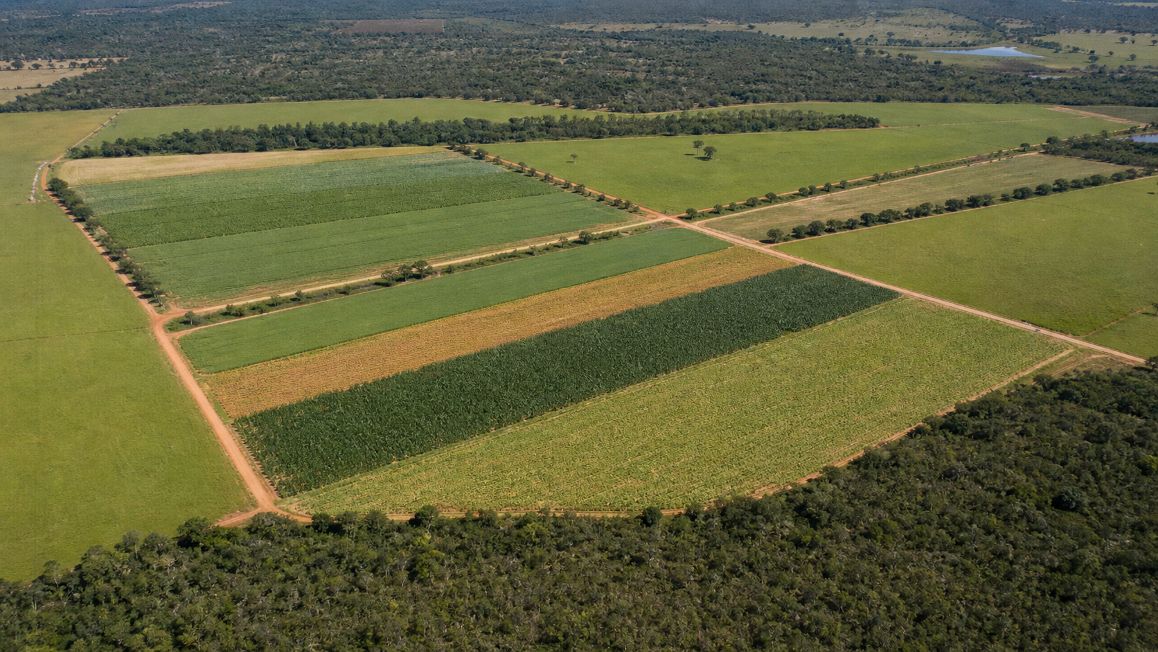 Comitiva do Suriname visita Embrapa para aprender sobre agricultura