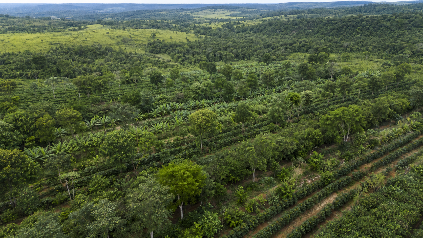 Câmara dos Deputados aprova Política Nacional de Sistemas Agroflorestais
