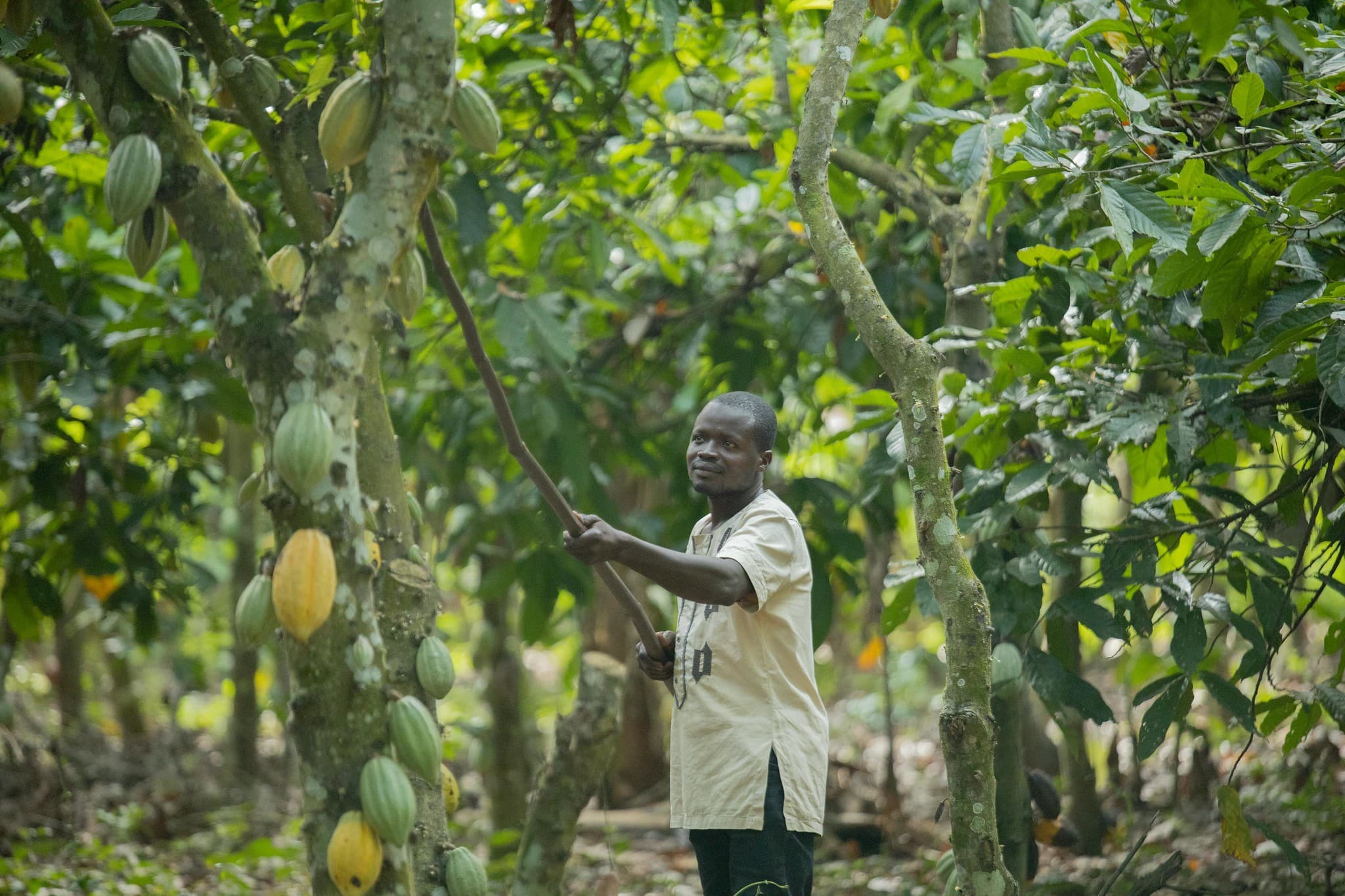 Cacau sobe 6,91% em Nova York preocupações com produção em Gana