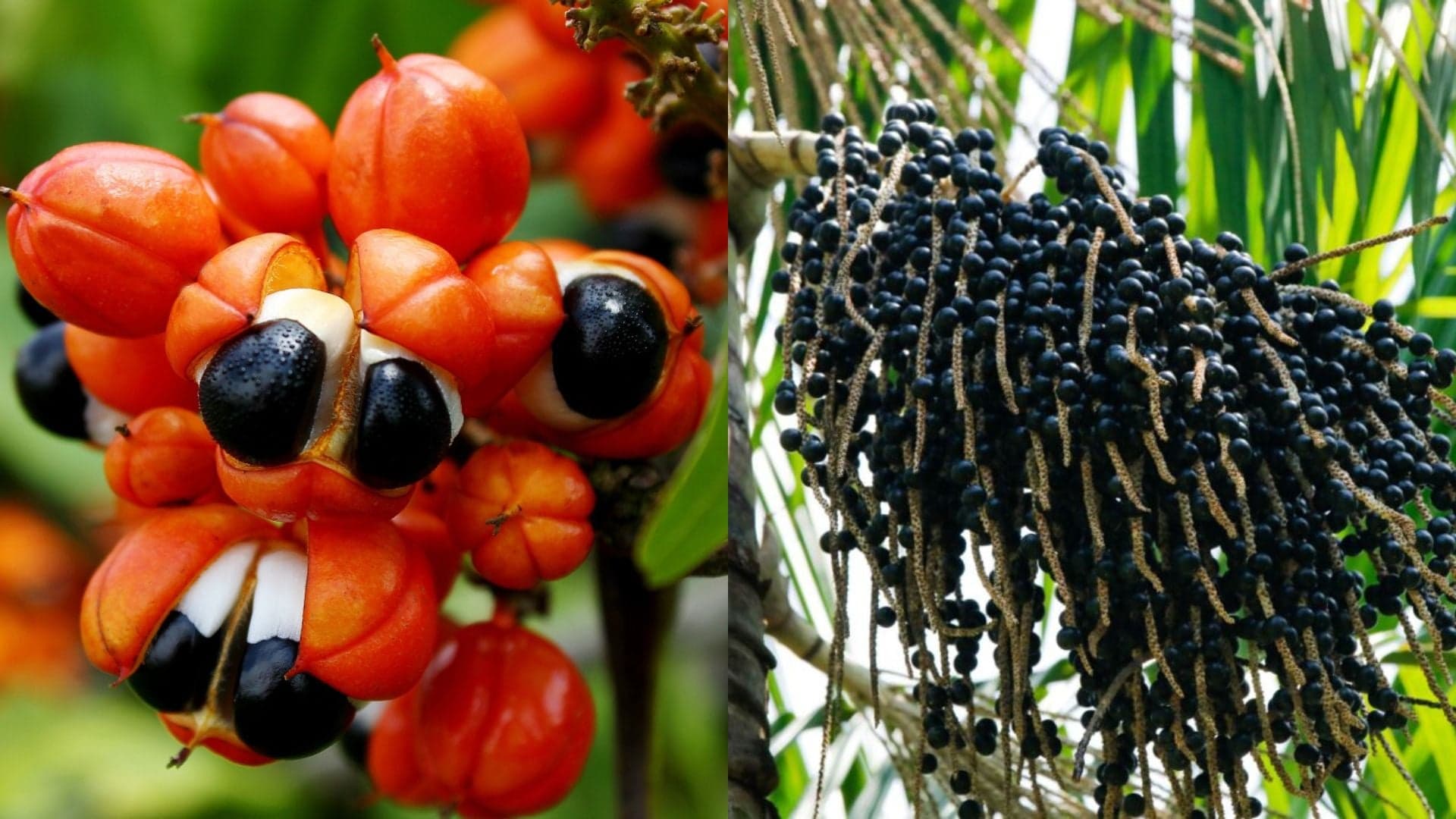 Açaí e guaraná se destacam entre as 100 melhores frutas do mundo