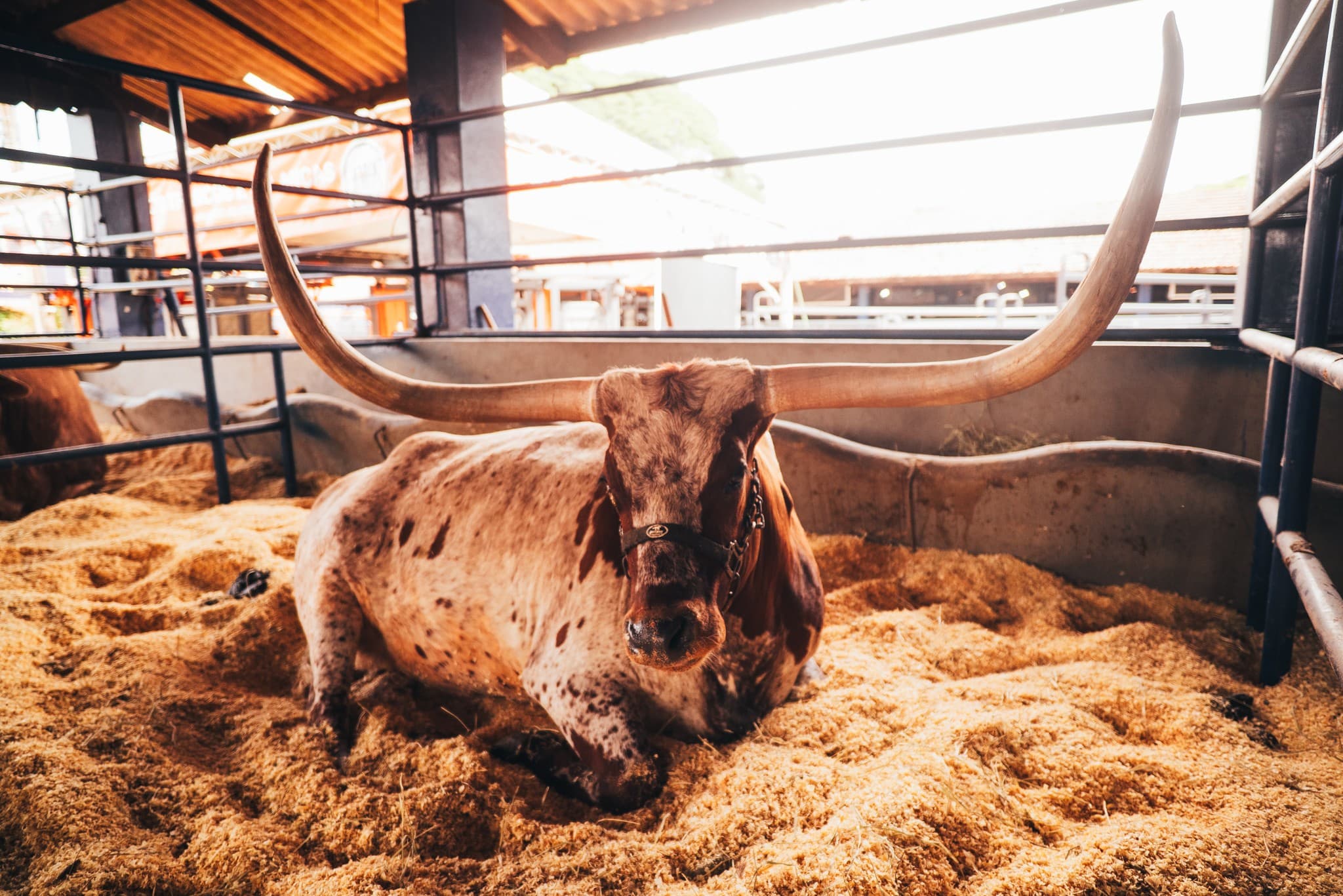 Texas Longhorn encanta público na ExpoLondrina 2026