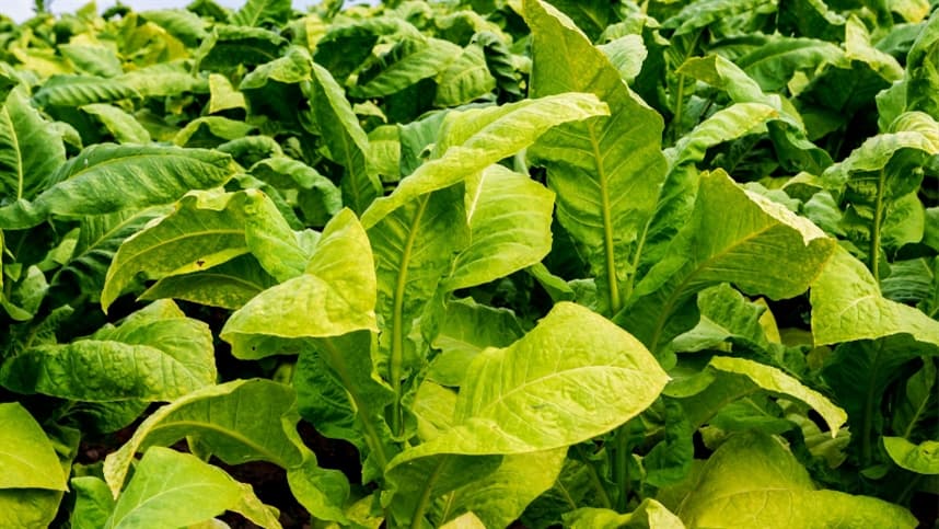 Reunião oficializa conclusão da pré-inspeção do tabaco brasileiro