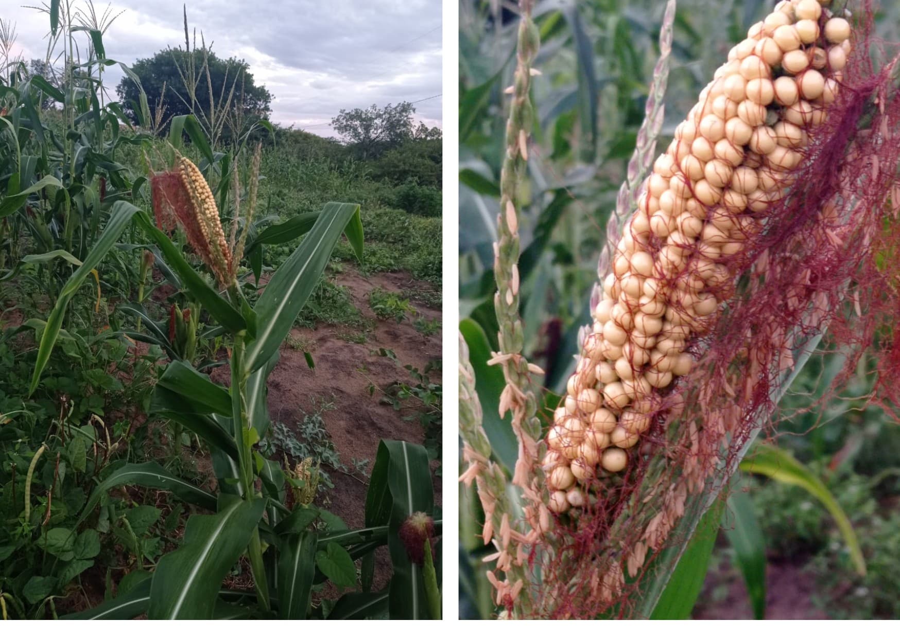 Dúvidas sobre espigas de milho: entenda o que acontece